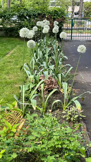 The Garden